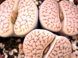 Lithops_pseudotruncatella